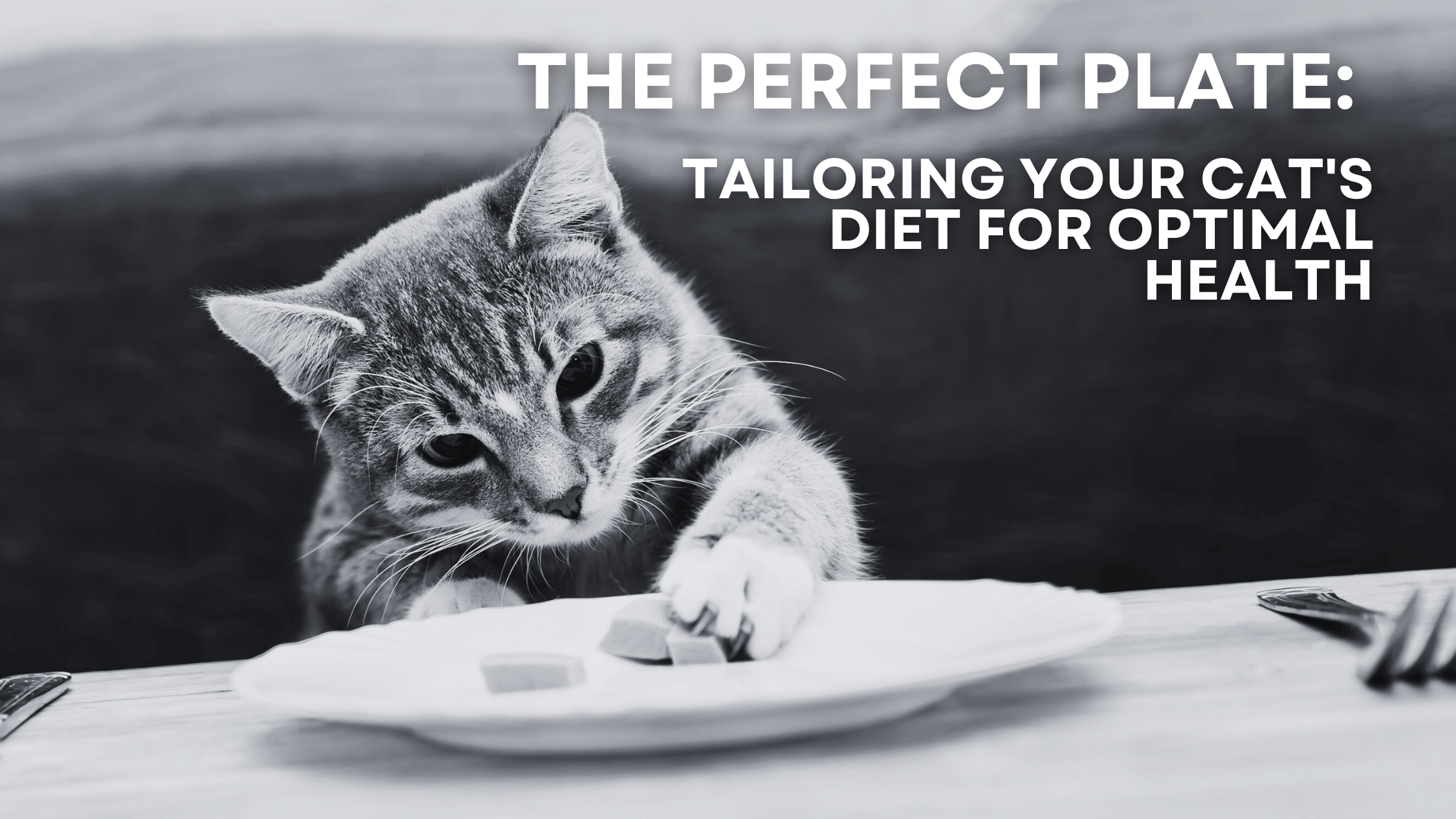 The Perfect Plate: Tailoring Your Cat's Diet for Optimal Health - Barely There Litter