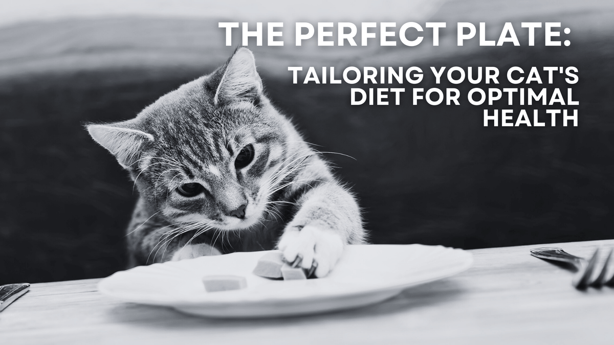 The Perfect Plate: Tailoring Your Cat's Diet for Optimal Health - Barely There Litter