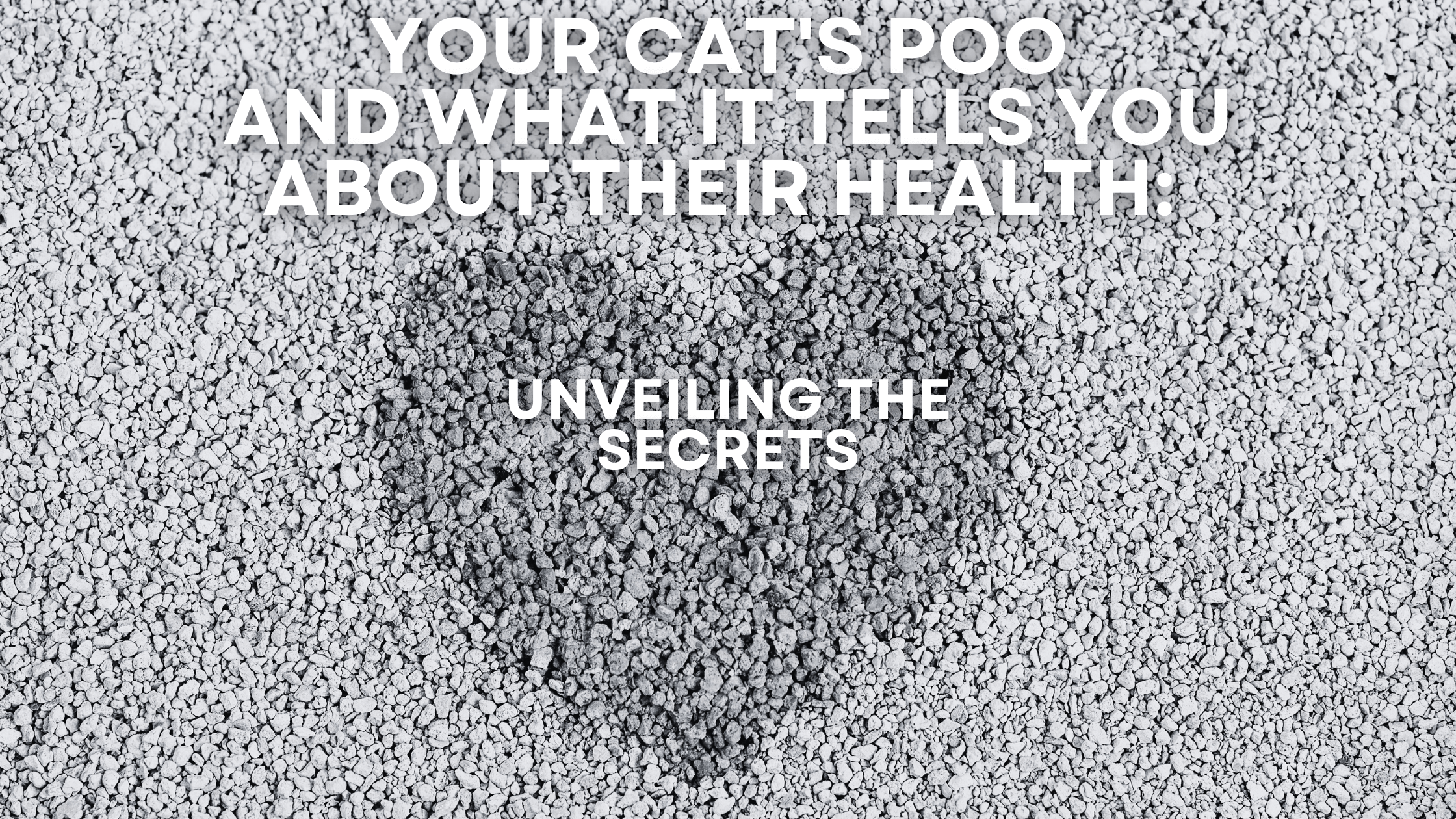 Your Cat's Poo and What It Tells You About Their Health: Unveiling the Secrets - Barely There Litter
