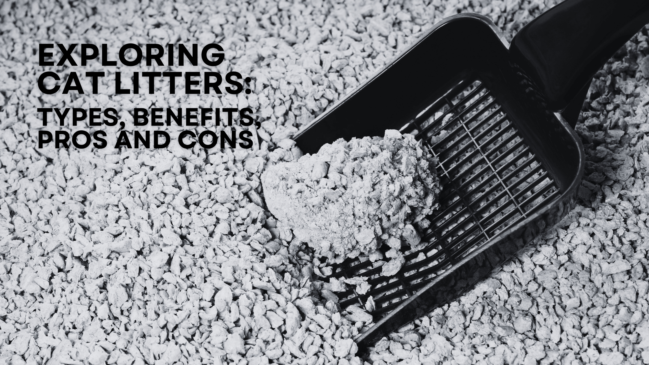 Exploring Cat Litters: Types, Benefits, Pros and Cons - Barely There Litter