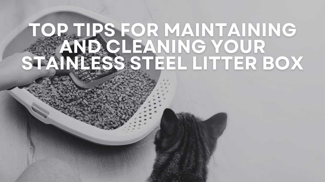 Top Tips for Maintaining and Cleaning Your Stainless Steel Litter Box - Barely There Litter